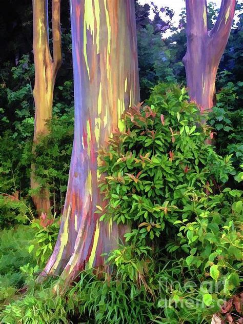 Rainbow Eucalyptus Trees On Maui By Bob Lenz Nature Paysage Encre