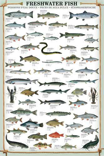 Freshwater Fish Wall Chart 53 Species Poster Eurographics Sports
