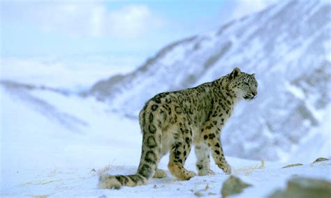 where do snow leopards live and nine other snow leopard facts stories wwf