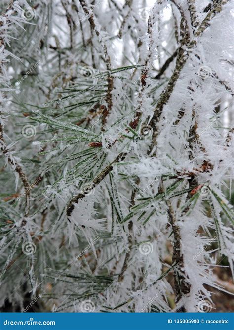Frozen Pine Needles With Tiny Ice Crystals In The Nature Taken In
