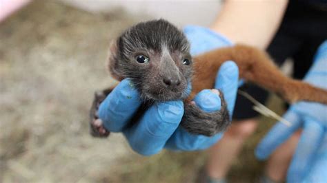 Baby Lemurs Born At Nashville Zoo Wkrn News 2
