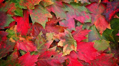 1920x1080 Resolution Green And Red Maple Leaves Hd Wallpaper