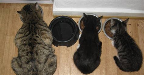 › how much to feed a cat. Cat Feeding Tips For A Balanced, Healthy Diet - Part 2