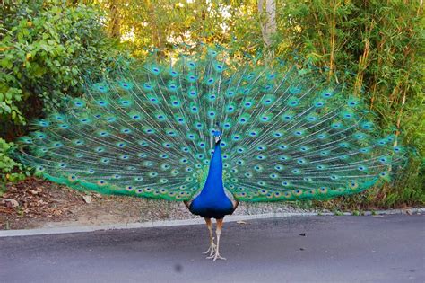 indian national bird peacock free wallpapers everything 4u
