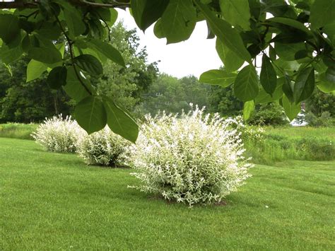 Salix Integra Hakuro Nishiki Coppiced Dappled Willow Dappled Willow Tree Front Yard Plants