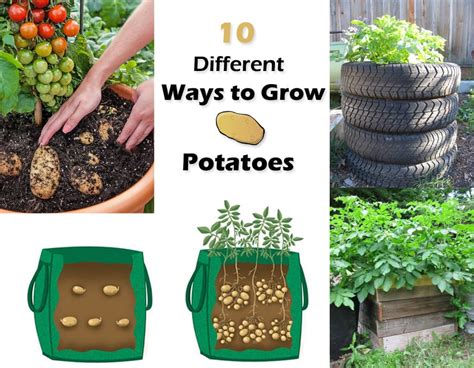 10 Ways To Grow Potatoes Potato Planting Ideas Balcony Garden Web
