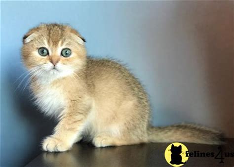 Scottish Fold Kitten For Sale Sold Scottish Fold Golden Kitten Boy 6