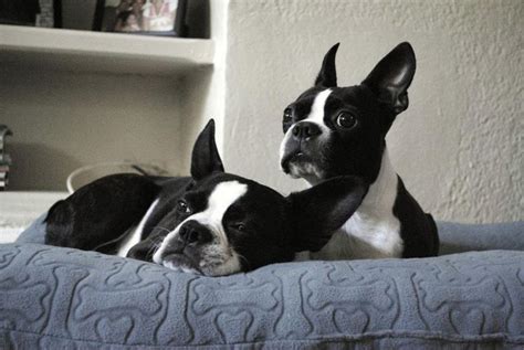 Cute Bostons Laying In Their Bed Baxter And Bailey Boston Terrier