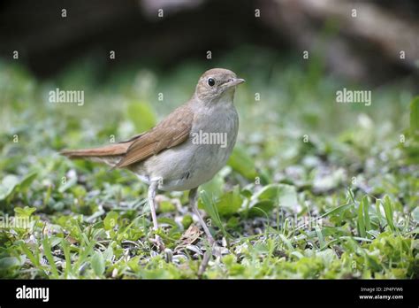 Common Nightingale Luscinia Megarhynchos Adult Standing On Ground