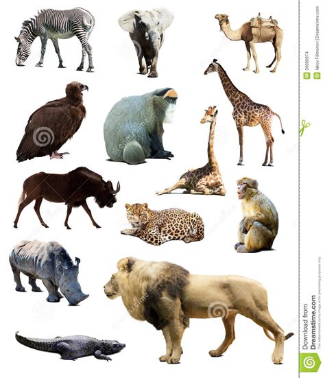 Keep reading and find out just how fascinating africa's wildlife. Set of african animals stock photo. Image of predatory ...
