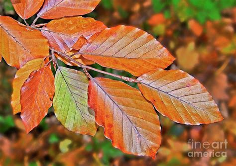 Autumn Beech Tree Leaves Photograph By Martyn Arnold