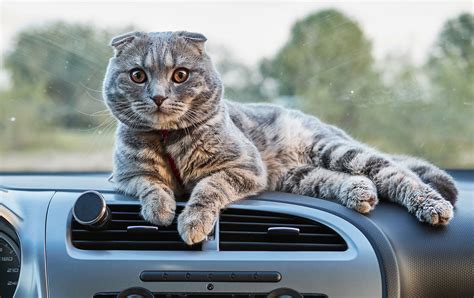 How To Travel With Cat In A Car Cat Travel Guide