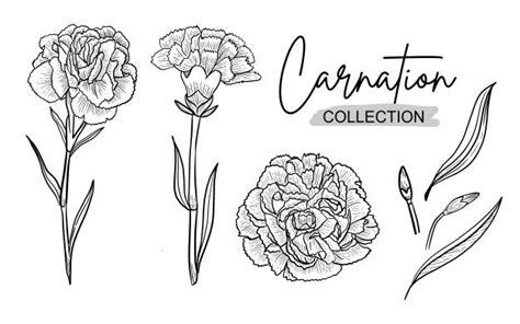 Carnation Flower Ink H Drawing Line Art For Wedding Ornament In 2020