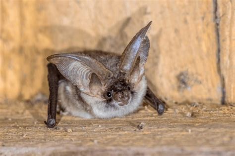 Desert Long Eared Bat Royalty Free Images Stock Photos And Pictures