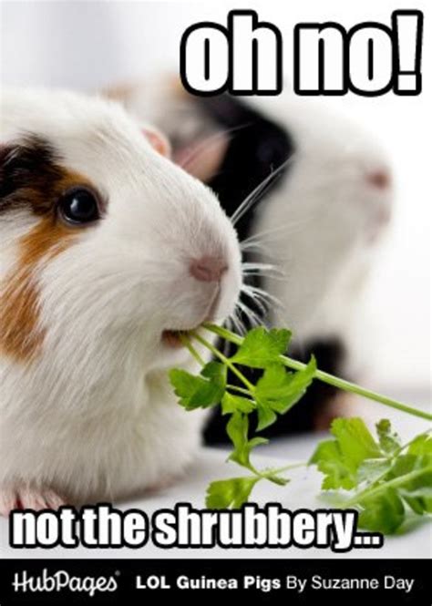 72 Cute And Funny Guinea Pig Names Pethelpful