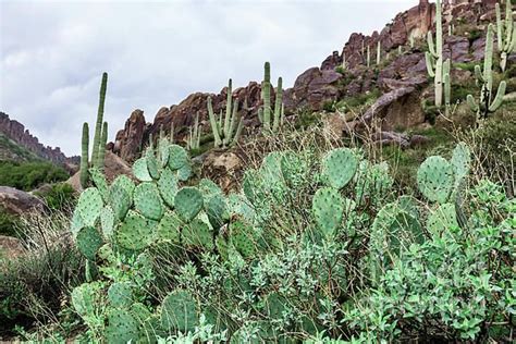 Cactus Photograph Desert Digits By Evgeniya Lystsova Survival