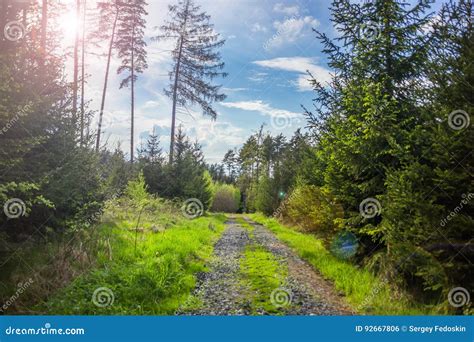 Summer Forest In Czech Republic Stock Photo Image Of Autumn Backdrop