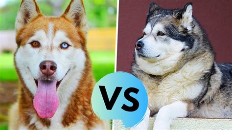 Difference Between Alaskan Malamute And Siberian Husky Sale Here Save