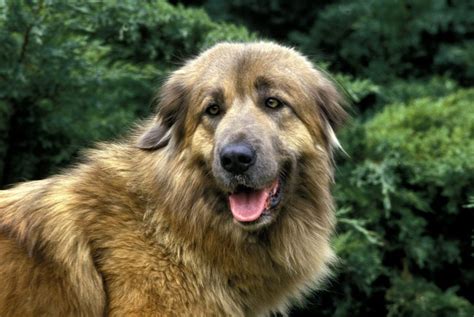 Estrela Mountain Dog Breed Information And Characteristics