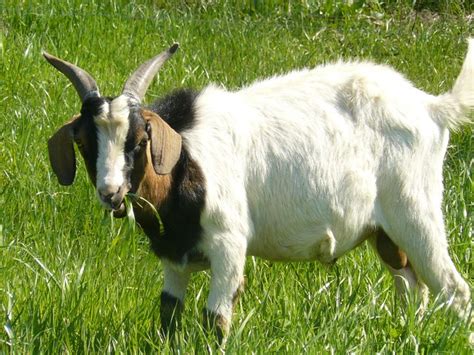 Cut grass heats up very fast. Goat eating Grass | Kurt Morrow | Flickr