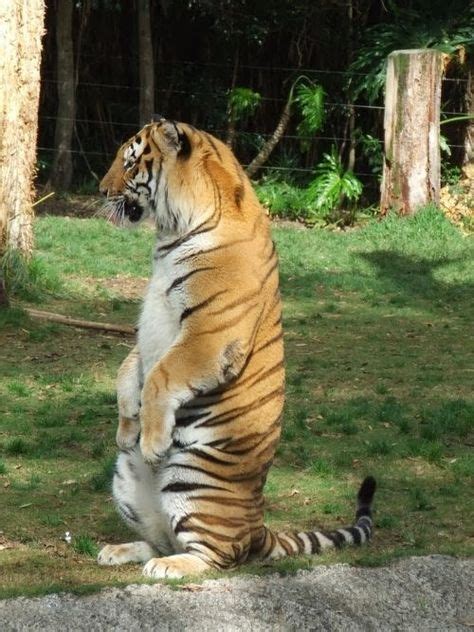 Tiger Standing Up Straight Tiger Pictures Creatures Animals Big