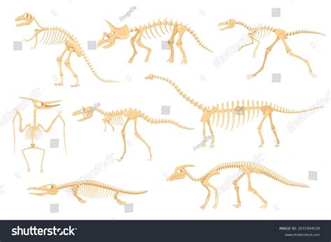 Cartoon Dinosaur Skeletons Dinosaurs Prehistoric Bone Stock Vector