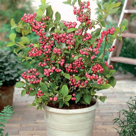 Blueberry plants pink lemonade (rabbiteye) includes (4) four plants. Forum: Pink Lemonade Blueberry Bush