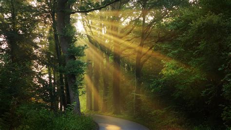 Forest Road And Morning Sunbeam Between Trees 4k Hd Nature Wallpapers