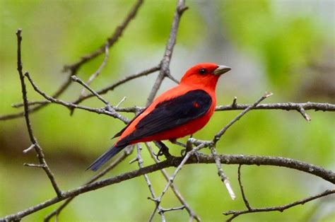 9 Birds That Look Like Cardinals Birds And Blooms