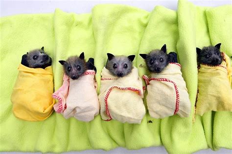 They Are The Night The Most Adorable Baby Bats