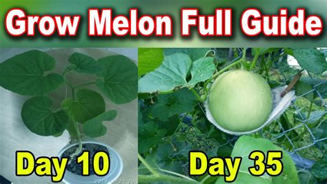 How To Grow Melon Rockmelon Honeydew Melon Complete Growing Guide