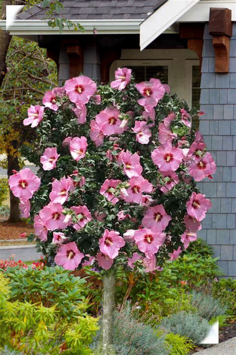 Buy Aphrodite Rose Of Sharon Tree Free Shipping Wilson Bros Gardens Online 5 Gallon Pot