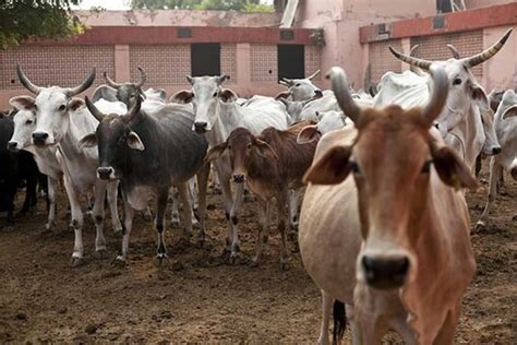 Bhopal To Get Sex Sorted Semen Production Centre For Cattle Says Mp