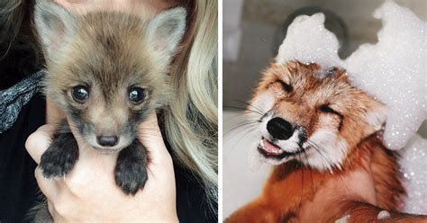 Meet Juniper The Adorable Pet Fox That Cant Stop Smiling Cutest