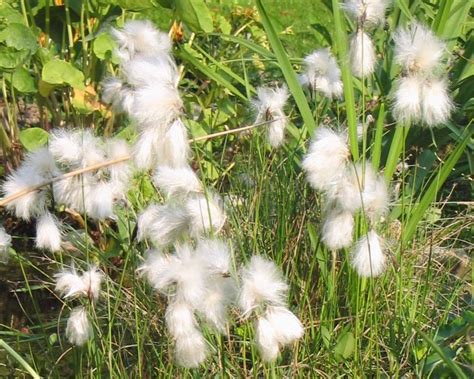 Hardy Cottonsedge Eriophorum Angustifolium 25 Seeds