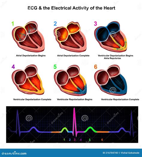 Ecg And The Electrical Activity Of The Heart Stock Illustration