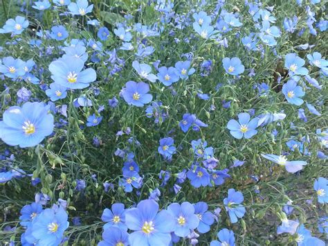 Maybe you would like to learn more about one of these? Blue Flax // Idaho native wildflower with pretty pale blue ...