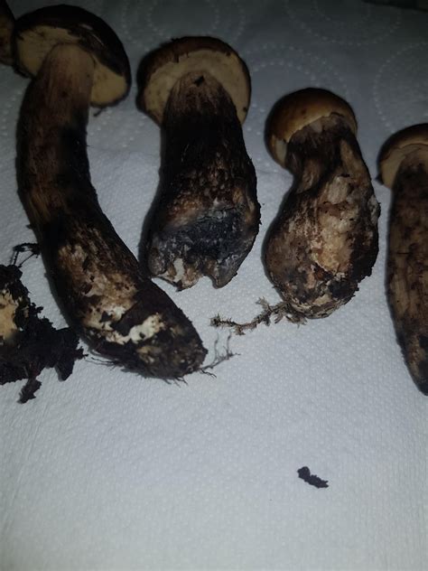 Anyone Able To Identify Mushroomhunting
