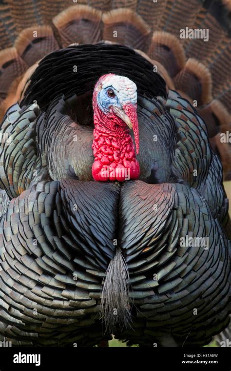 Wild Turkey Meleagris Gallopavo Male Displaying Troy Montana Stock