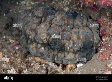 Dragonfish Sea Cucumber Stichopus Horrens Night Dive Near Perai