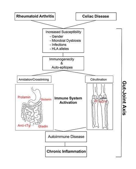 Cureus Microbiome In Rheumatoid Arthritis And Celiac Disease A