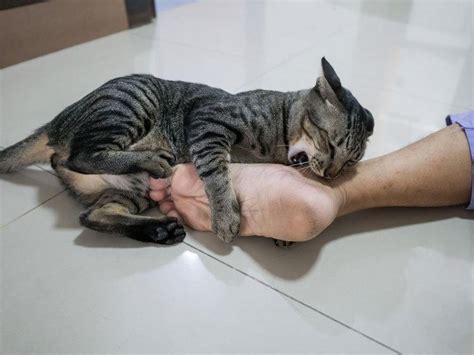 Why Does My Cat Bite My Feet Cat Behavior Of Biting Feet Explained