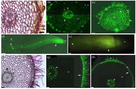 Apoplastic Histochemical Features Of Plant Root Walls That May