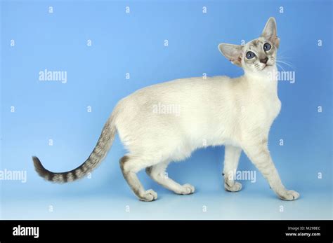 Blue Tabby Point Siamese Cat Stock Photo Alamy