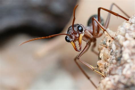 Are Bulldog Ants The Only Australian Ant Species
