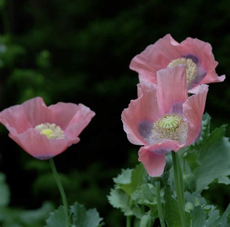 As Ye Sow Saving And Planting Poppy Seeds Flower Magazine