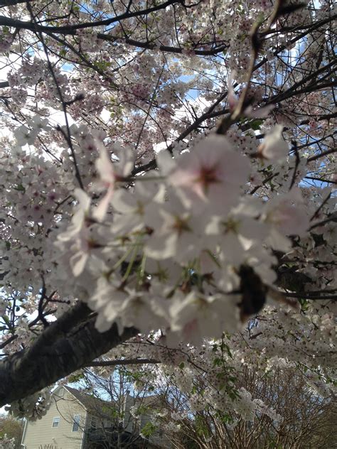 Cherry blossom tree | Cherry blossom tree, Blossom trees, Blossom