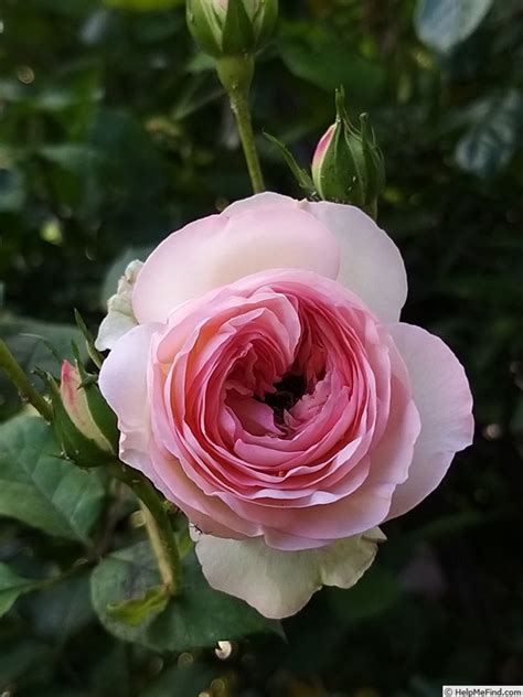 Mini Pierre De Ronsard Rose