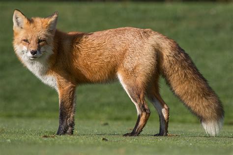Suzys Animals Of The World Blog The Sliver Fox