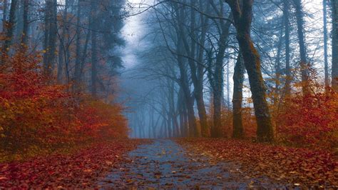 Wallpaper Fallen Leaves Autumn Forest Trees Free Pictures On Fonwall